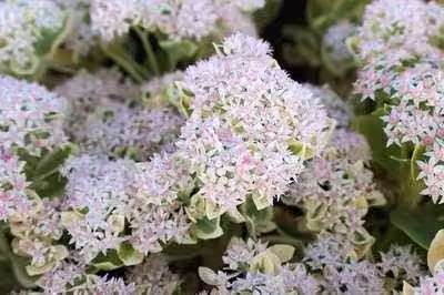 6 x Sedum hybr. 'Frosty Morn' - foglia grassa - vaso 9 x 9 cm