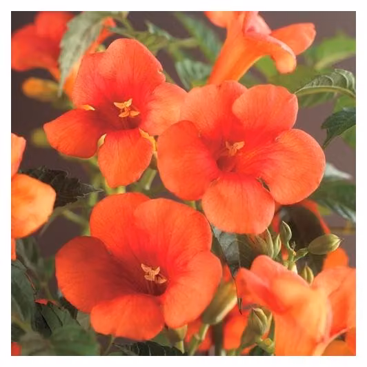 Campsis radicans (tromba rampicante rossa) circa 200 cm - Pianta rampicante