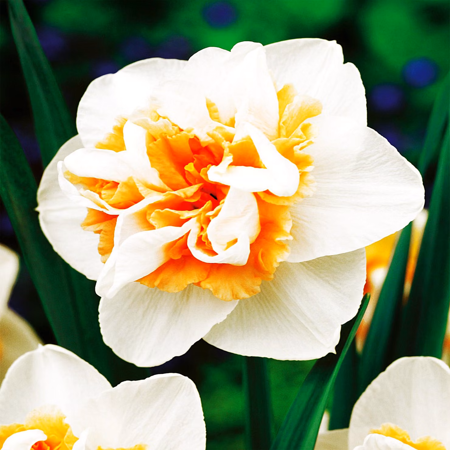 Bulbi di giunchiglia Bulbi di fiori Narcisi doppi Delnashaugh 3 pz.