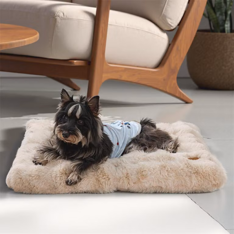 WISFOR lettino per cani lavabile antiscivolo, soffice cuscino per cani, copridivano per cani impermeabile e sfoderabile M: 76x51x10 cm, beige