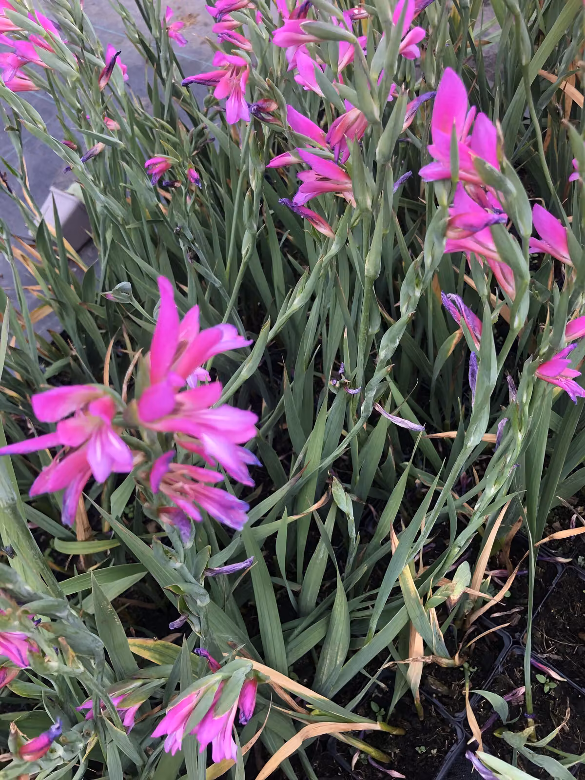 6 x Gladiolus communis subsp. byzantinus - gladiolo comune - vaso 9x9 cm