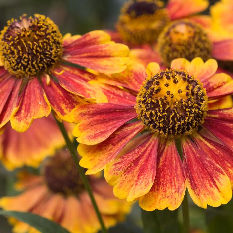Helenium Moerheim Beauty 6 piante Ø9cm, altezza 10-25cm, "Sposa del sole"