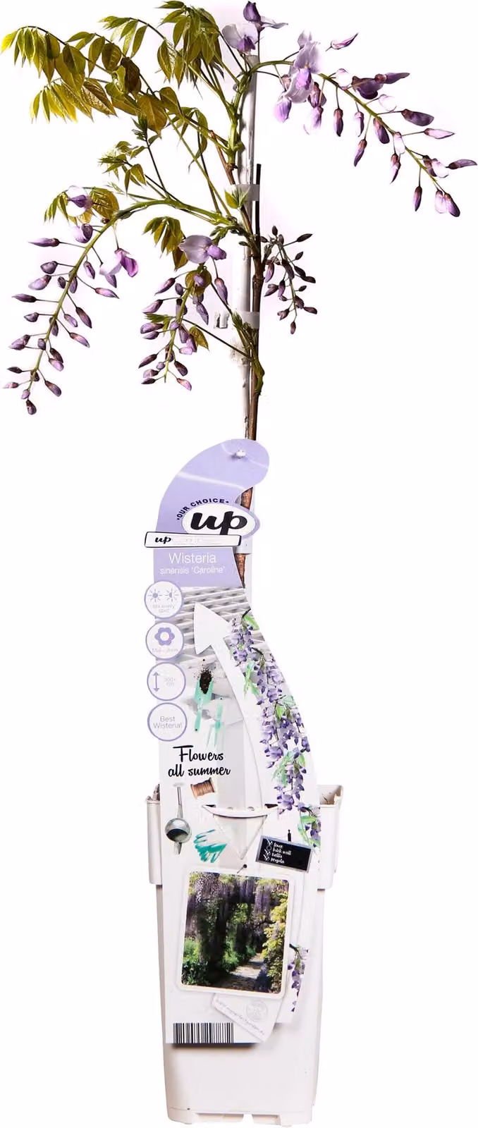 Glicine Sinensis 'Caroline' - ↨65Cm - Ø15