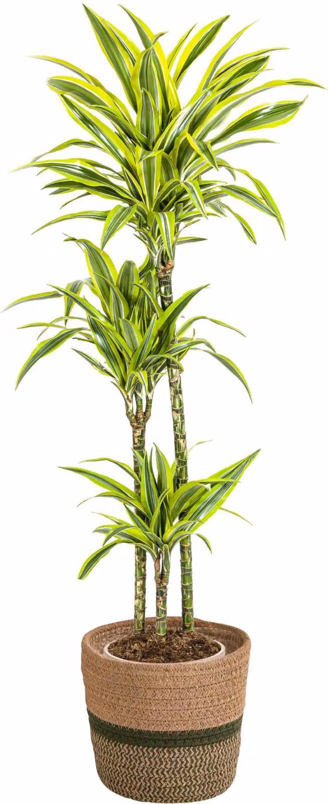 Dracaena Deremensis Lemon Lime con cesto in vimini - Altezza 130-150cm - Ø24cm