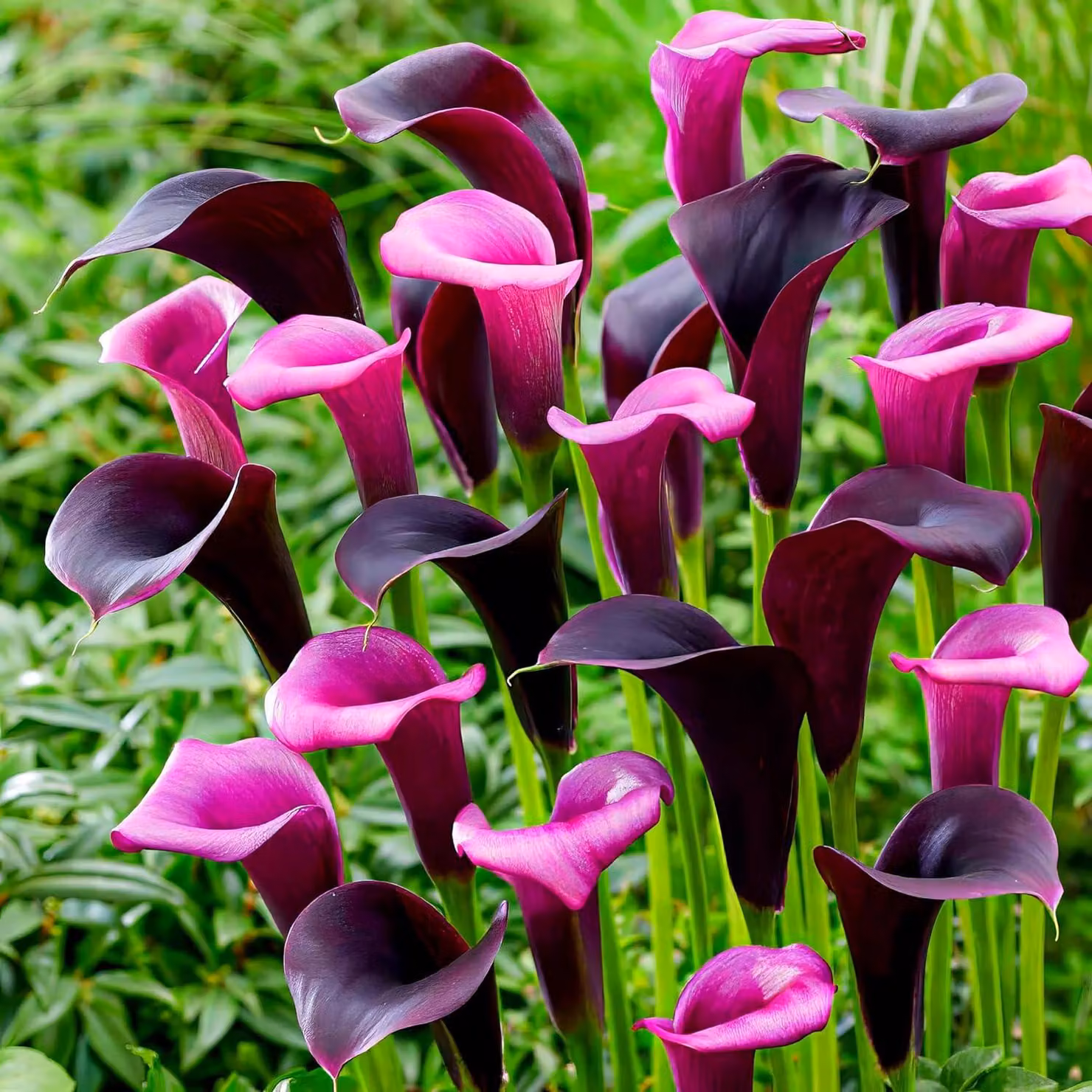 Bulbi di Calla Lily resistenti al freddo, perenni - Mix di colori viola. Zantedeschia - 5 grandi bulbi da fiore - Piante vere provenienti dall'Olanda - adatte per giardino e vasi (non semi, non artificiali)