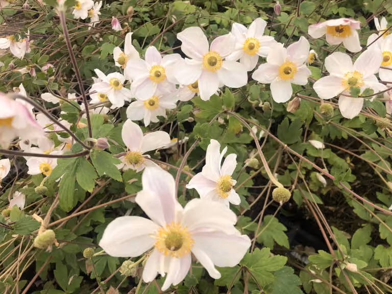 6 x Anemone 'Dainty Swan' - Anemone im Topf 9x9 cm