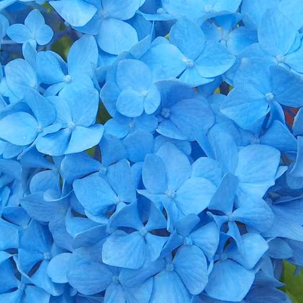 2 ortensie - *Hydrangea macrophylla* 'Nikko Blue', in vaso, altezza 25-30 cm