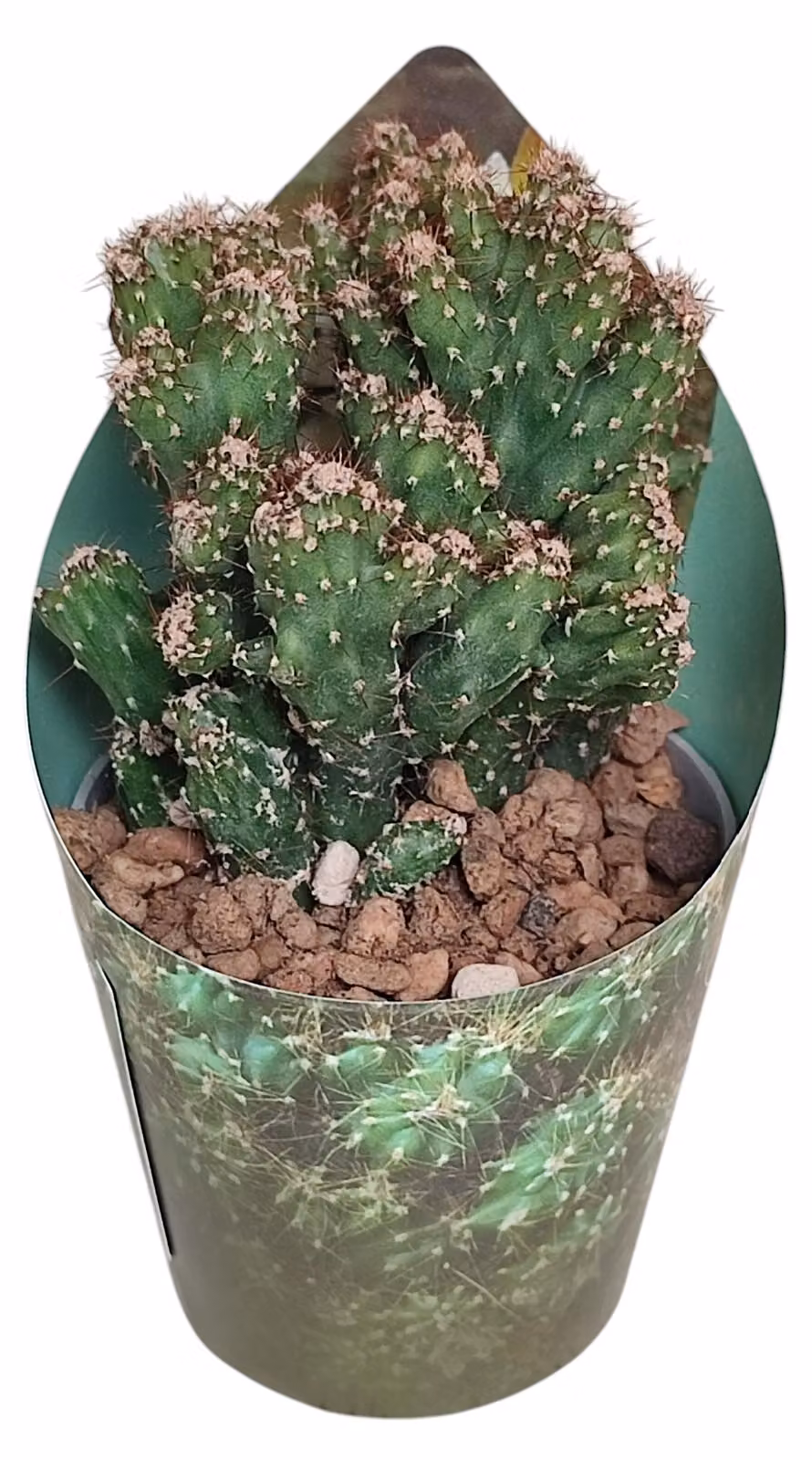 Cereus peruvianus monstr. - Cactus di roccia - Rarità - 6,5cm vaso - 15cm alto