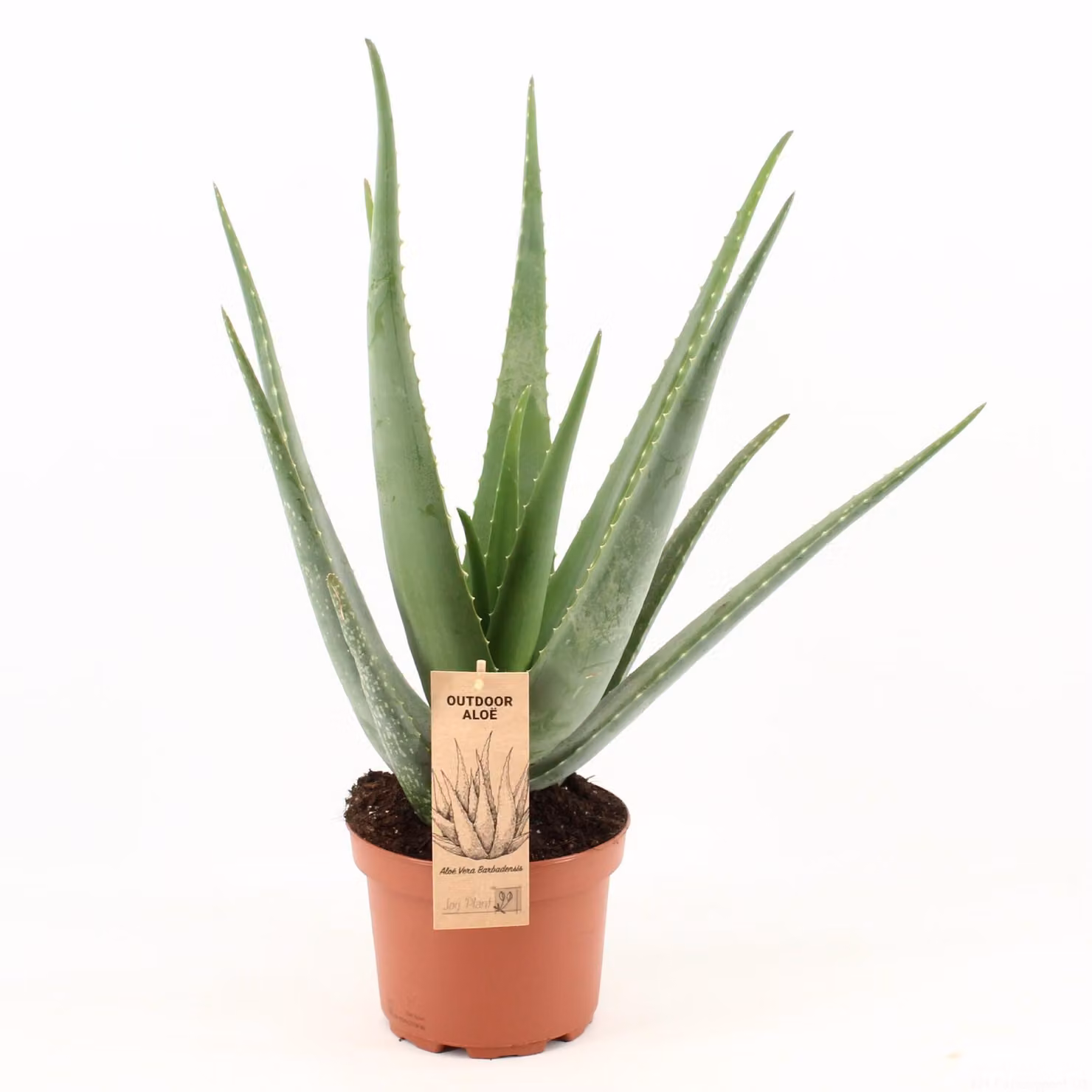 Aloe Vera - 60-70cm - Ø19cm - Pianta d'appartamento - Sempreverde - Cactus e piante grasse