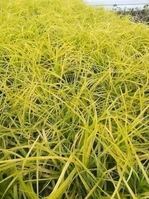 6 x Carex osh. 'Everillo®' - carice giapponese Everillo - vaso 9 x 9 cm