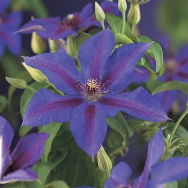Clematis Mrs N Thompson – Clematide a fiore grande, pianta rampicante 30-50 cm, fiori viola-rosa, resistente al freddo