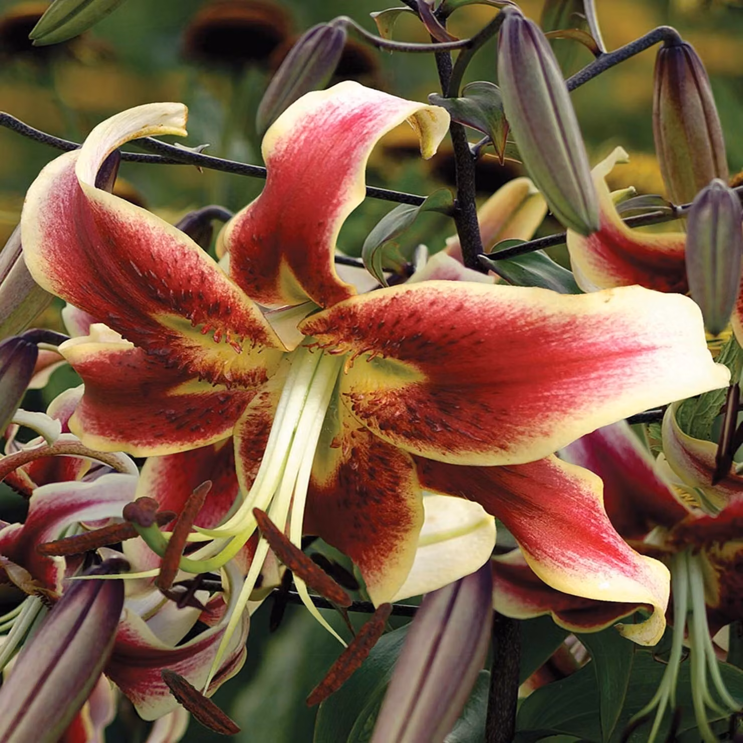 Gigli Bulbi da fiore Bulbi da fiore Giglio arboreo Scheherezade 1 pz.