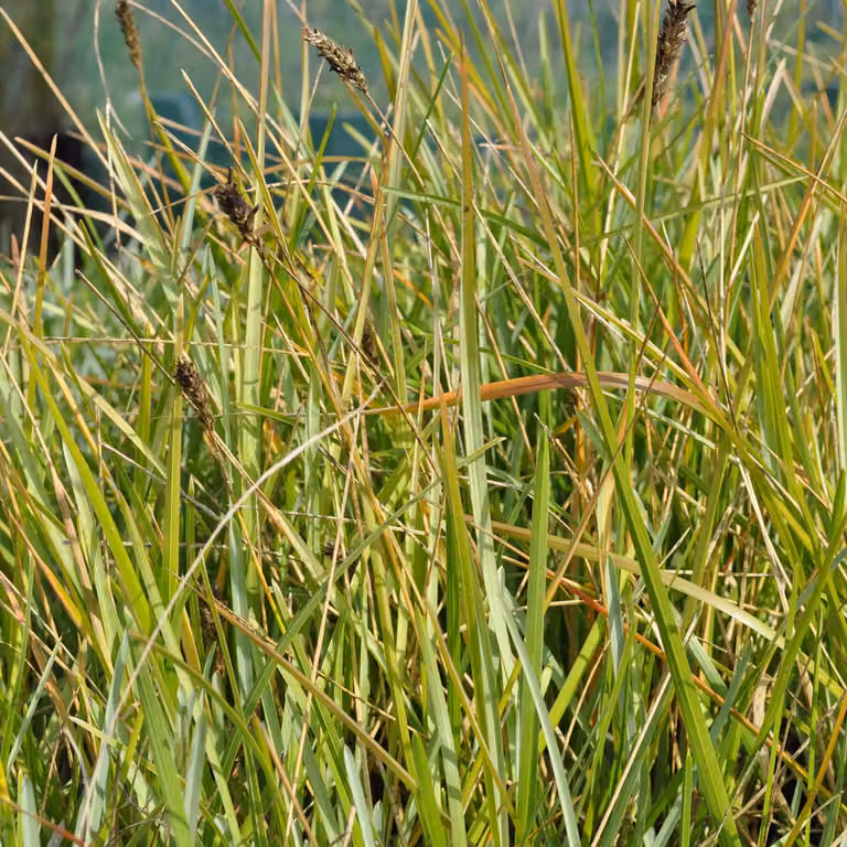 6 piante di Sesleria heufleriana (erba a ciuffi verde) | Vaso da 9x9 cm