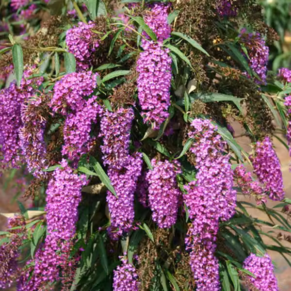 2 piante di buddleja (Buddleja davidii 'Nanho Purple') | Altezza: 40-60 cm, fornite in vaso