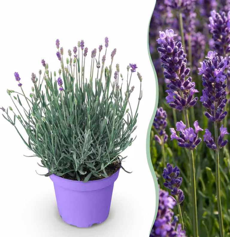 Lavandula angustifolia Munstead - Lavanda - Difficile - Viola - 20-25cm - Ø12cm - Pianta da giardino