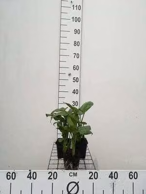 6 x Zantedeschia aethiopica - Calla bianca - vaso 9 x 9 cm