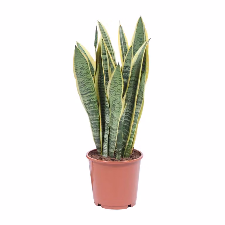 Sansevieria Trifasciata Laurentii Ø14Cm - ↕40Cm