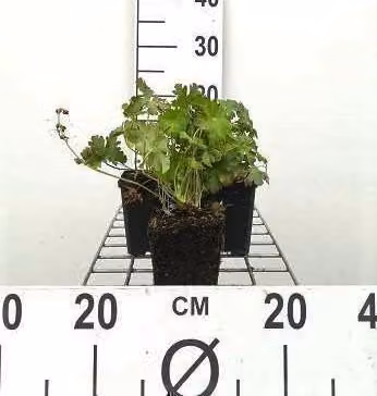 6 x Geranio cant. 'Biokovo' - Geranio cant. - vaso 9 x 9 cm