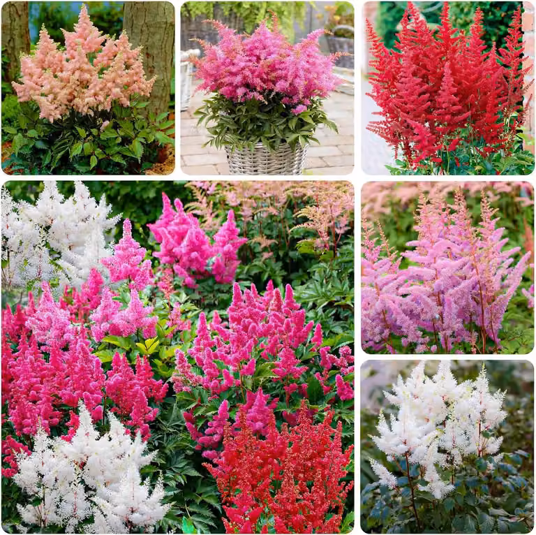 Collezione di piante perenni resistenti al freddo Astilbe - 10 rizomi/bulbi - Mix di 5 varietà per il giardino - 2 di ogni colore - Piante perenni provenienti dai Paesi Bassi (senza semi) - Ibridi bianchi, rossi, rosa e viola