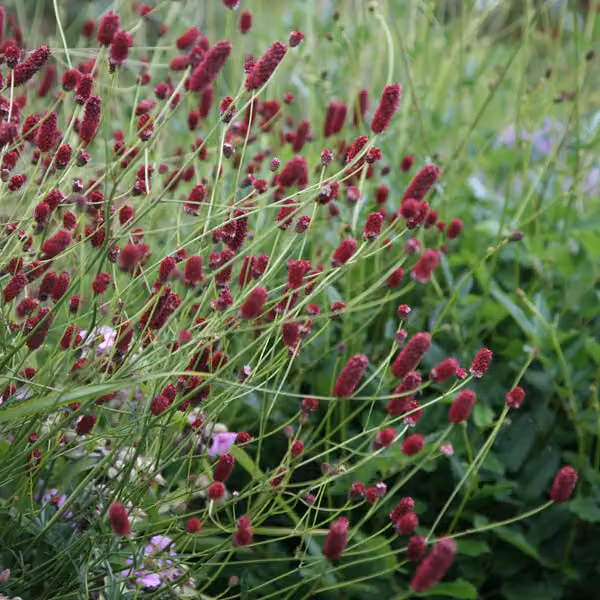 6 piante di Pimpinella (Sanguisorba minor) | Vaso da 9x9 cm