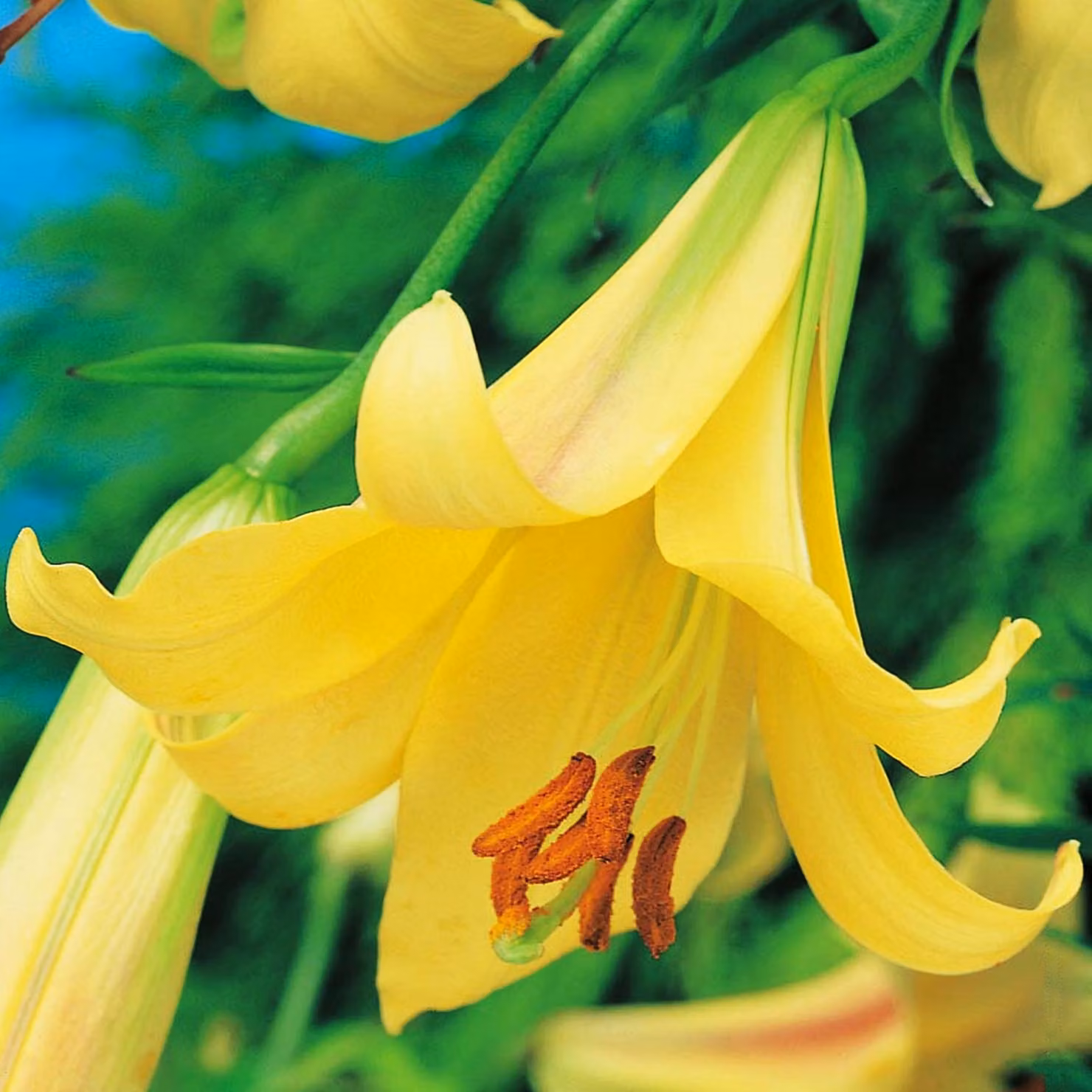 Gigli Bulbi da fiore Fiori Giglio trombetta Golden Splendour 1 pz.