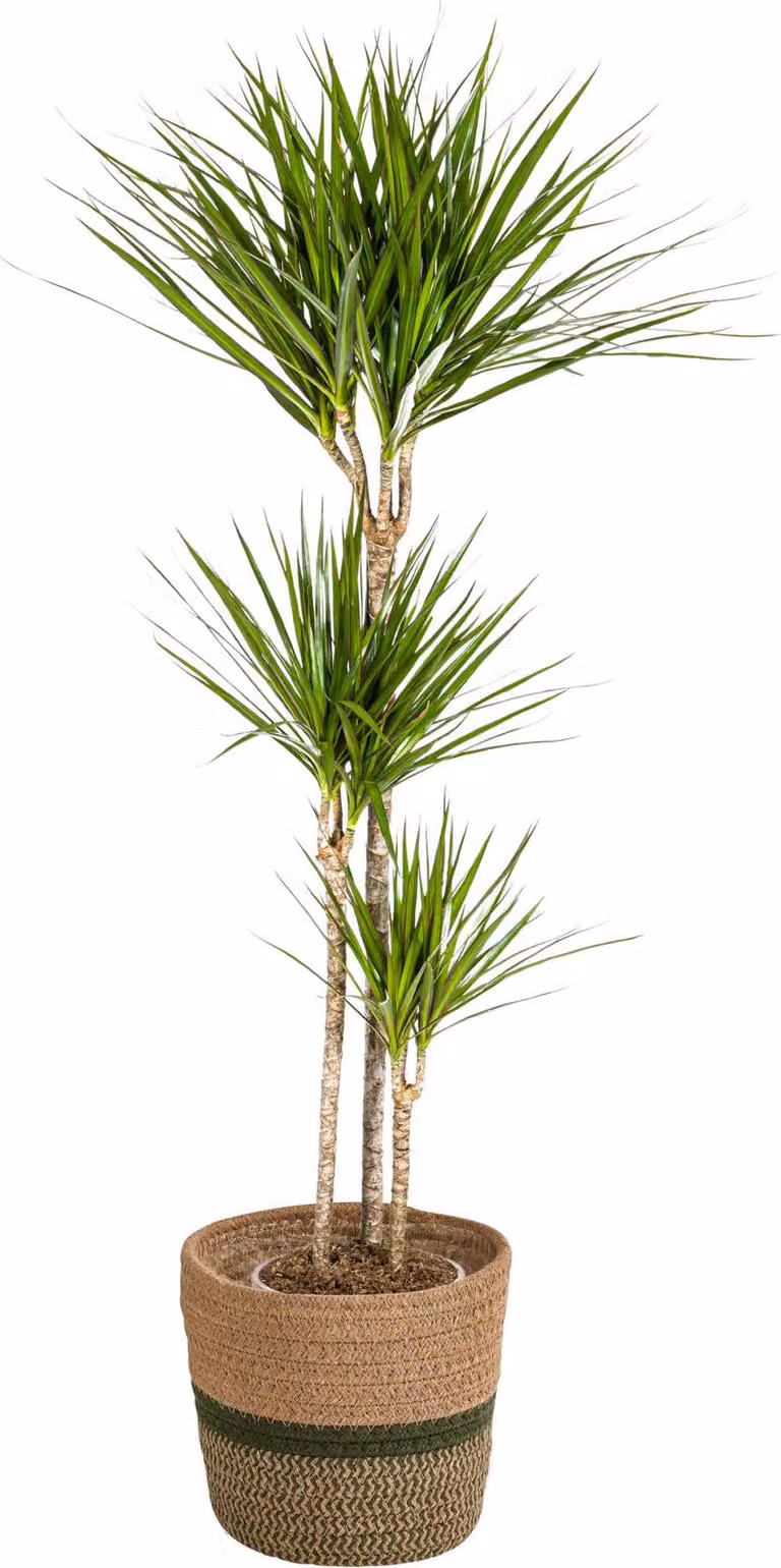 Dracaena Marginata Green con cesto in vimini - Altezza 130-150cm - Ø24cm
