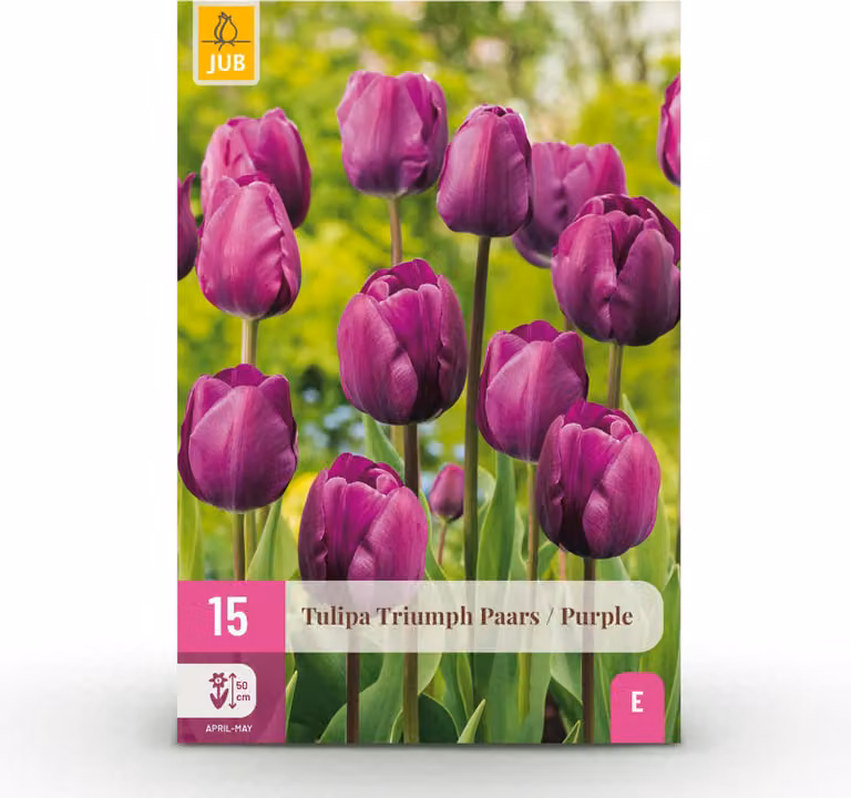 Bulbi da fiore - Tulipano 'Triumph Purple' - Viola - 15 pezzi - Bulbo di dimensione 11/12 - 20-50cm - Ø5cm - Pianta da giardino - Multideal