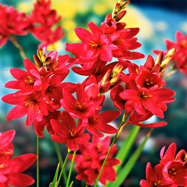 Ixia Bulbi Fiori Bellflower Corn Lily Venus 10 pz.