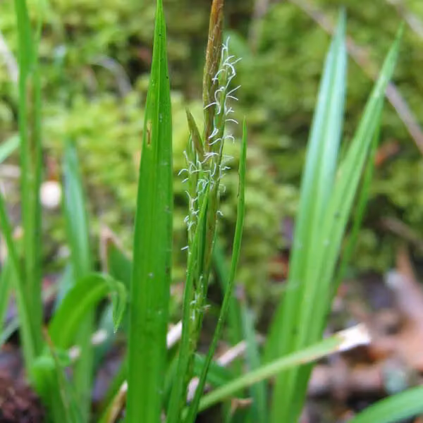 6 piante di *Carex sylvatica* (giunchillo dei boschi) | Vaso da 9x9 cm
