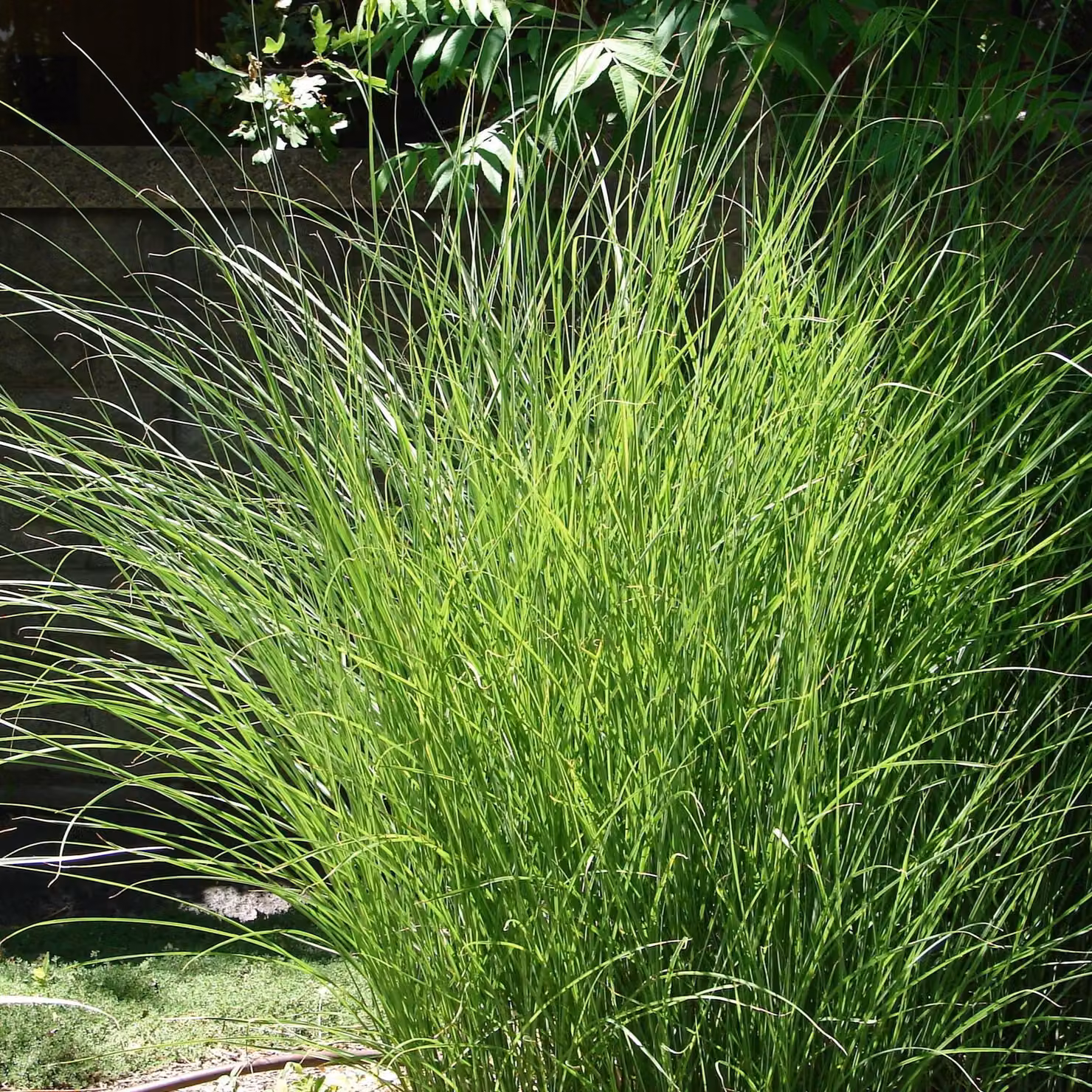 Miscanto cinese Gracillimus 2L
