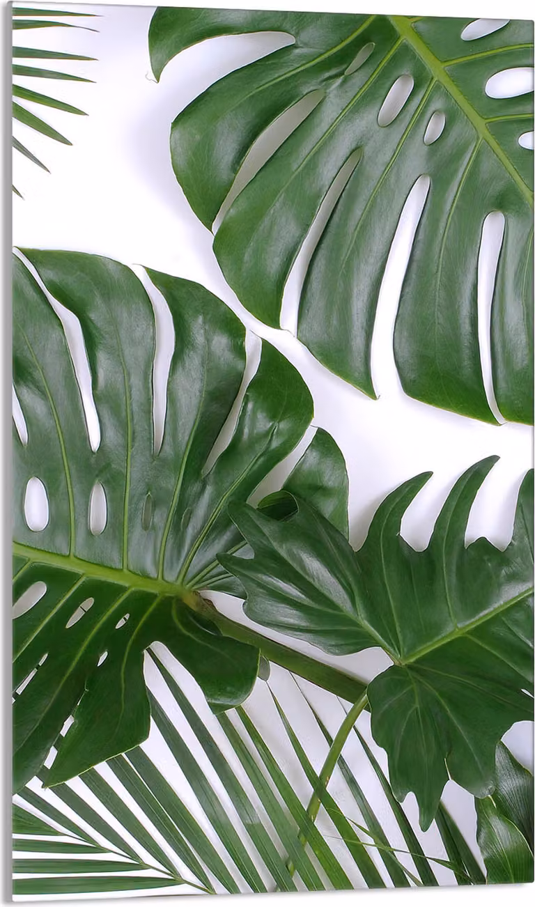 Piastra copri fornelli 30x52 Piastra copri piano cottura in Vetroceramica alzatina in vetro tagliere decorativo, fogliame Monstera