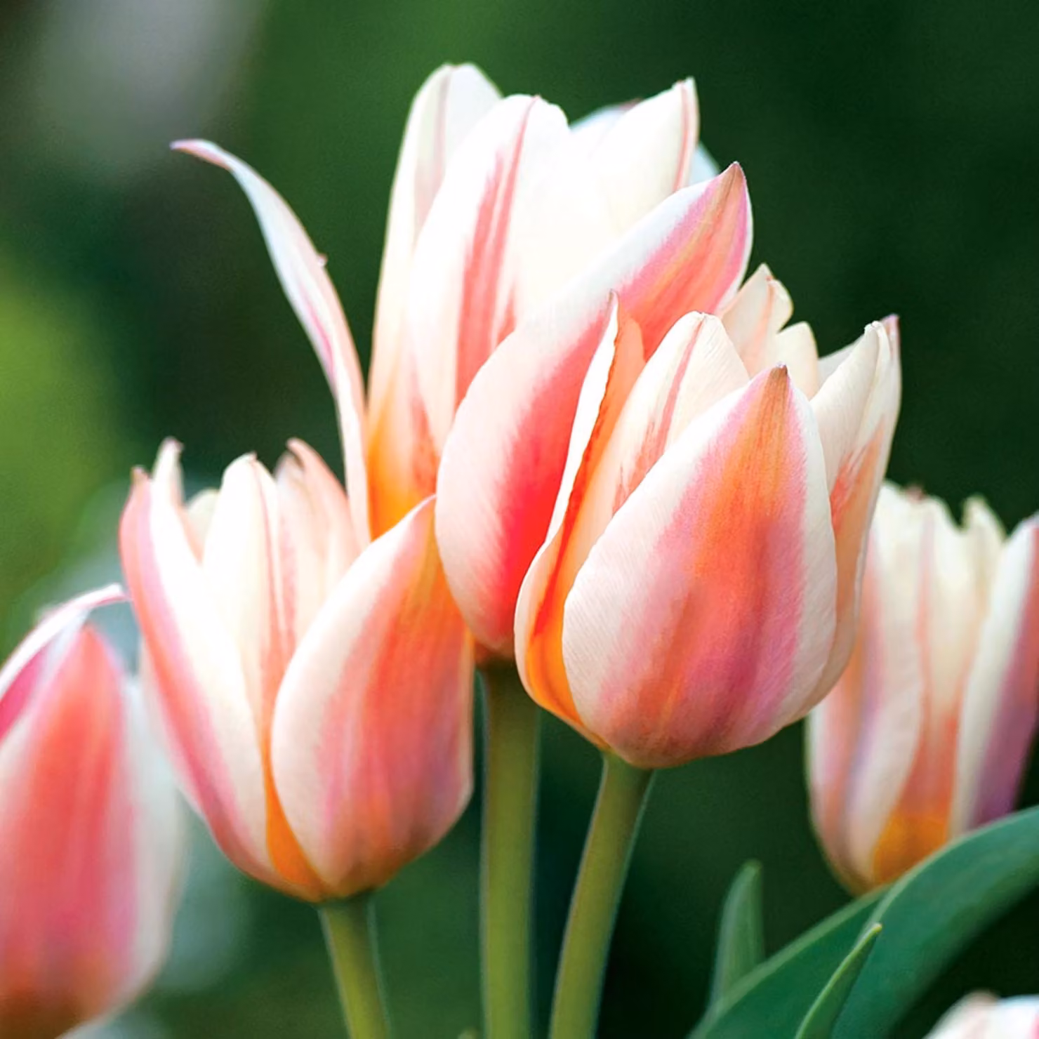Tulipani Bulbi di fiori Bulbi di fiori Tulipani Serano 5 pz.