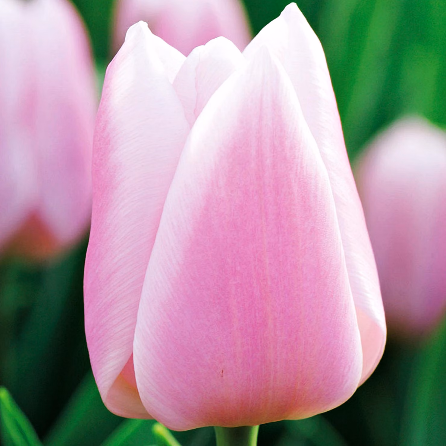 Tulipani Bulbi Fiori Tulipano reciso Gabriella 5 pz.