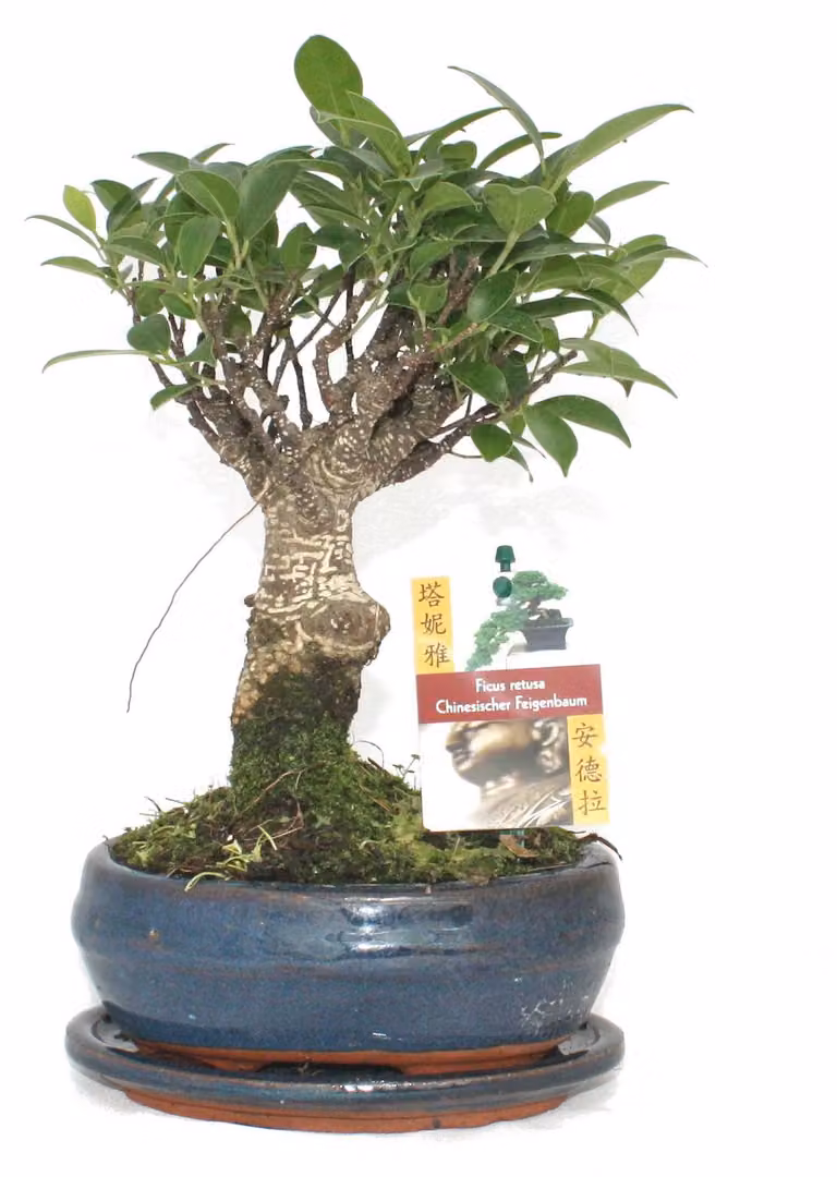 Bonsai albero di fico cinese - Ficus retusa - circa 6 anni - forma sferica