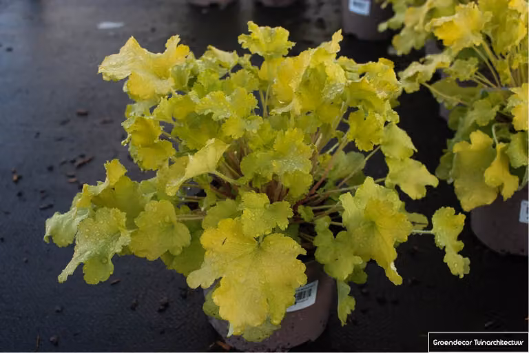 6 x Heuchera 'Lime Marmelade'®- campanula viola - vaso 9x9 cm