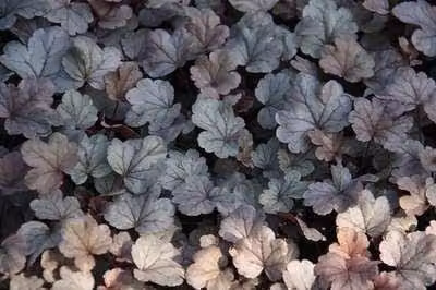 6 x Heuchera hybr. 'Silver Gumdrop' - campanula viola - vaso 9 x 9 cm