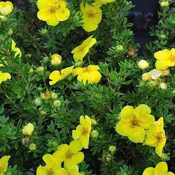 2 piante di potentilla fruticosa 'Kobold' | Altezza: 25-30 cm, fornite in vaso
