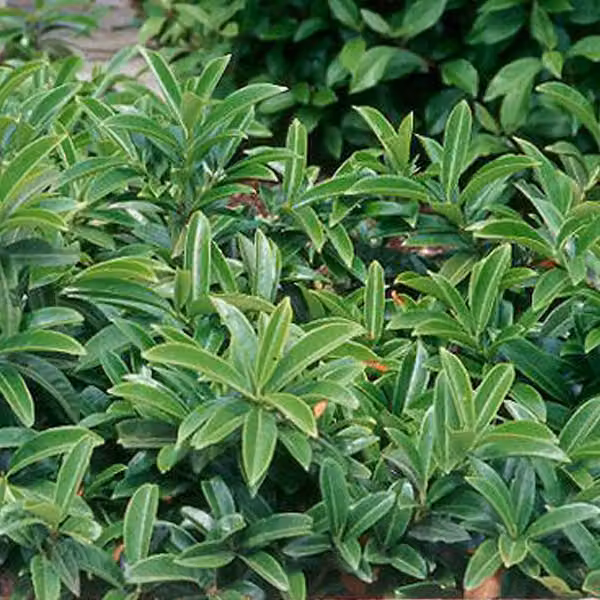 2 piante di Lauroceraso (Prunus laurocerasus 'Mount Vernon'), in vaso, altezza 20-25 cm