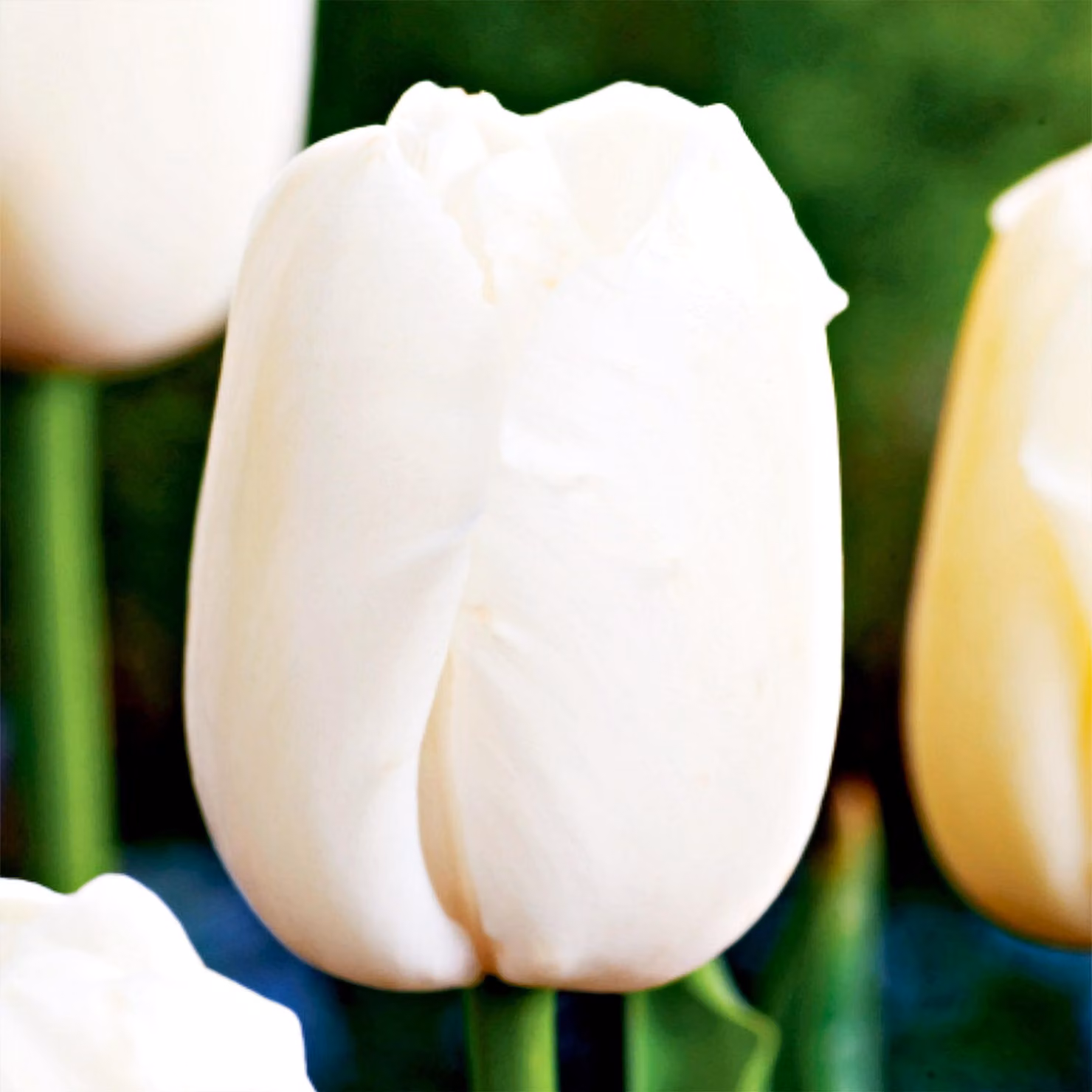 Tulipani Bulbi Fiori Tulipani giganti Maureen 5 pz.
