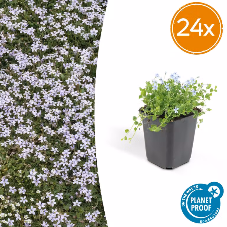 Isotoma fluviatilis | 24 pezzi - 10-25cm - Ø9cm - Pianta da giardino