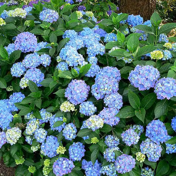 2 ortensie - *Hydrangea macrophylla* 'Blauer Prinz' | 25-30 cm in vaso