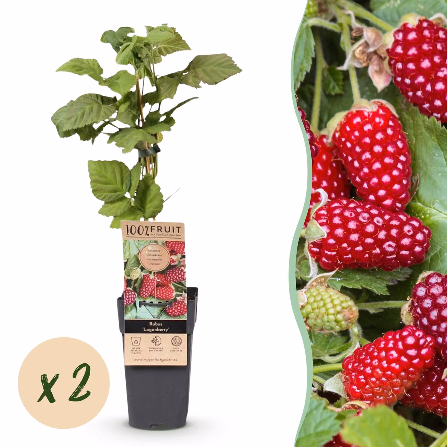 Rubus Thornless Loganberry - Mora - Difficile - Frutti rossi - 2 piante - 40-50cm - Ø15cm - Pianta da giardino
