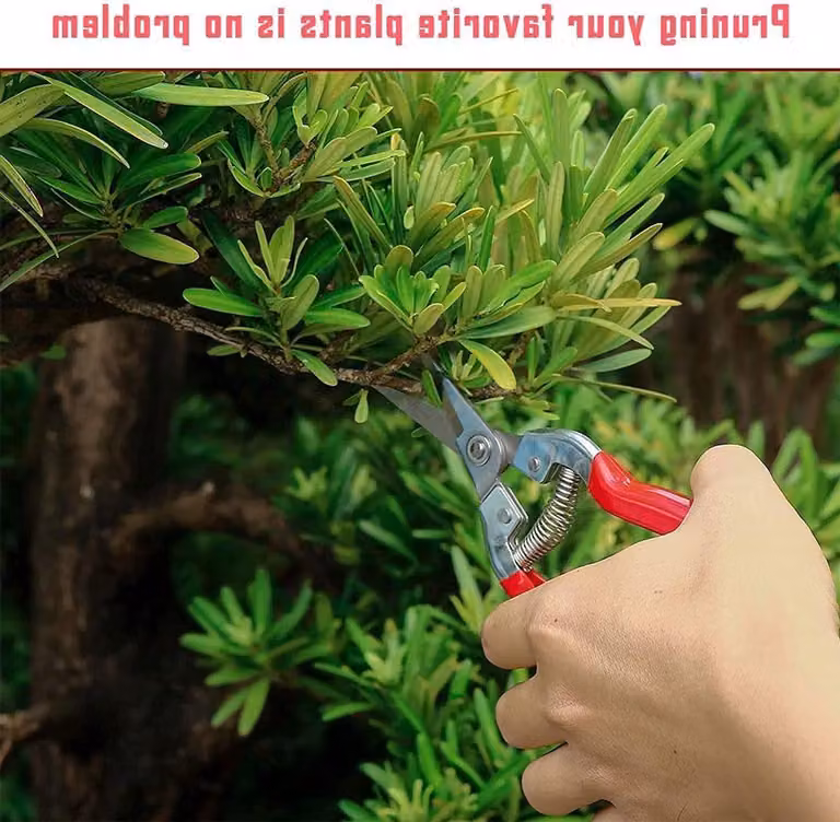 Forbici da potatura manuali con punta micro, ideali per la potatura di bonsai, frutta e verdura. Perfette per il giardinaggio e la raccolta di piante