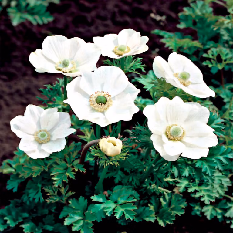 Anemone Sposa singola 10 pezzi Bulbi di anemone