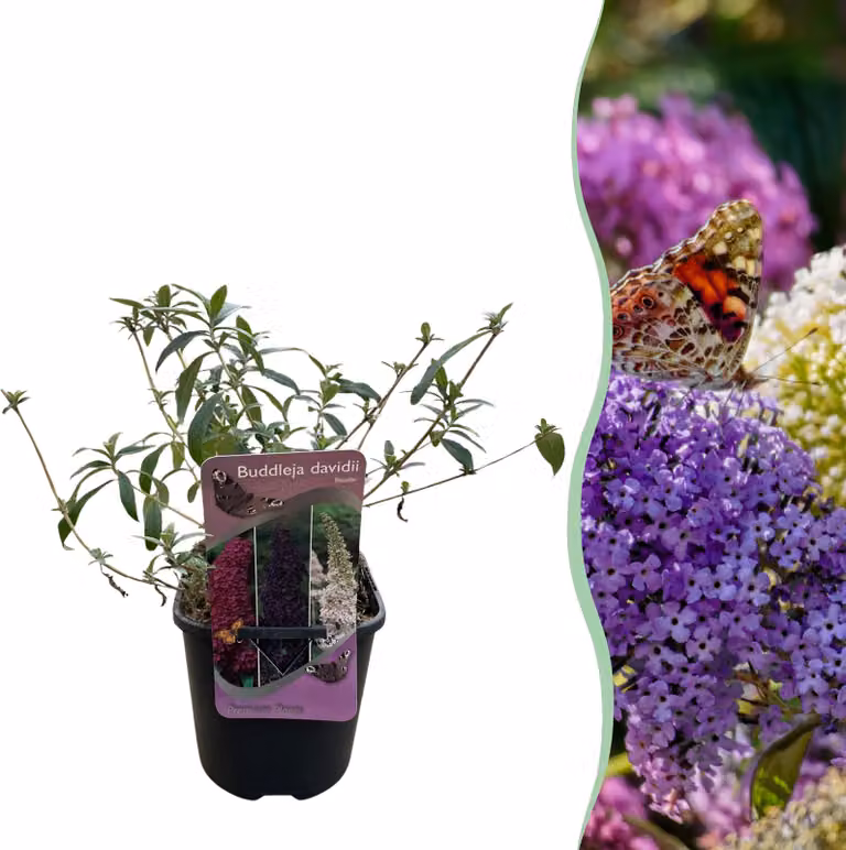 Arbusto delle farfalle - Buddleja davidii Tricolour - Fiore rosa bianco e viola - 1 Pianta - Deciduo - Attira le farfalle - 30cm - Ø18cm - Pianta da giardino