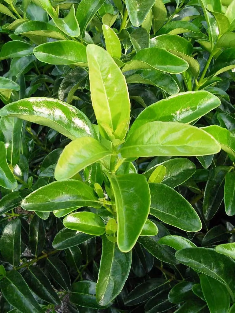 Viburnum Lucidum in vaso per siepe ornamentale Vivaio Garden Forest – 2