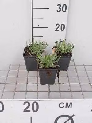 6 x Catananche caerulea - Fiore a sonagli bianco - vaso 9 x 9 cm