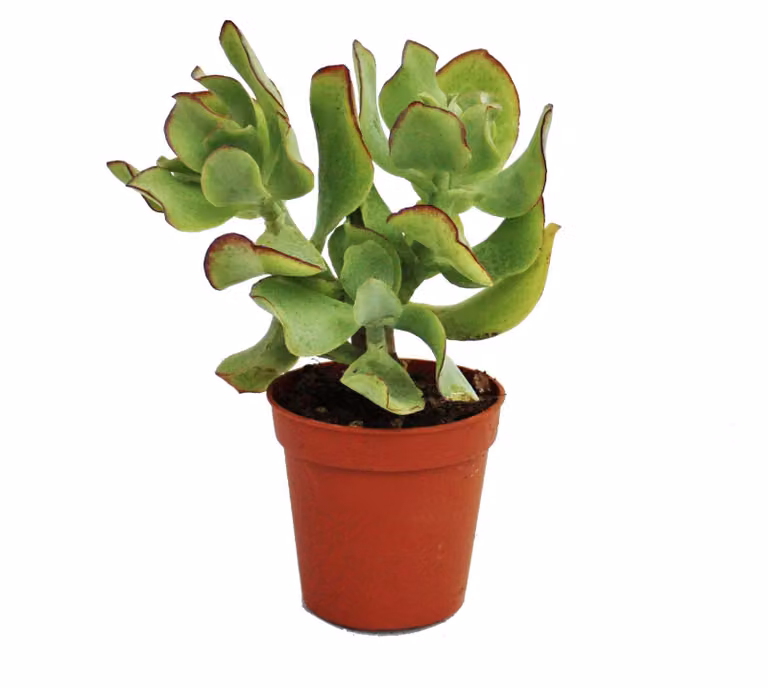 Crassula arborescens - piccola pianta in vaso da 5,5 cm