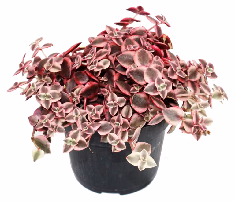 Crassula marginalis - vaso da 12 cm