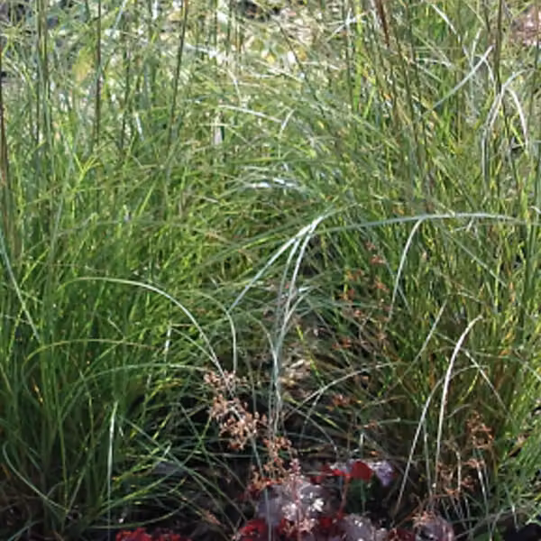 6 piante di Miscanthus sinensis 'Kleine Silberspinne' (erba di bambù argentata) | Vaso da 9x9 cm